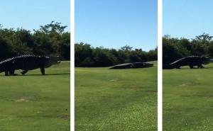 Godzila se vratila: Ponovo snimljen gigantski aligator na Floridi