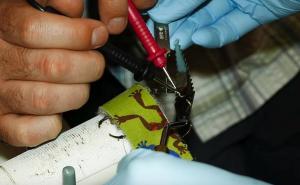 Litar otrova košta 10 miliona dolara, a samo par kapi je smrtonosno