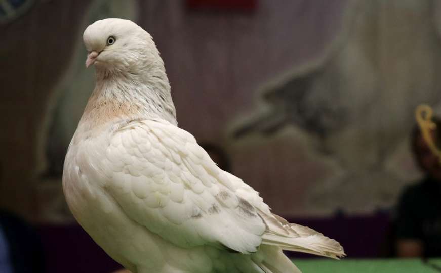 Najskuplji golub na svijetu: "Kralj" vrijedi kao dobar automobil