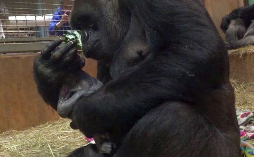 Niko kao majka: Pogledajte kako gorila ljubi i miluje svoju prvu bebu