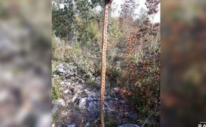 Široki Brijeg: Dok je pilao drva, iznad glave mu visila otrovna zmija