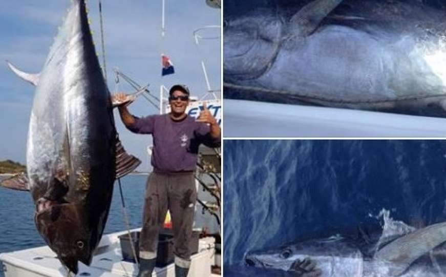 Hrvat ulovio tunu tešku 317 kilograma za koju će dobiti nevjerovatan iznos novca