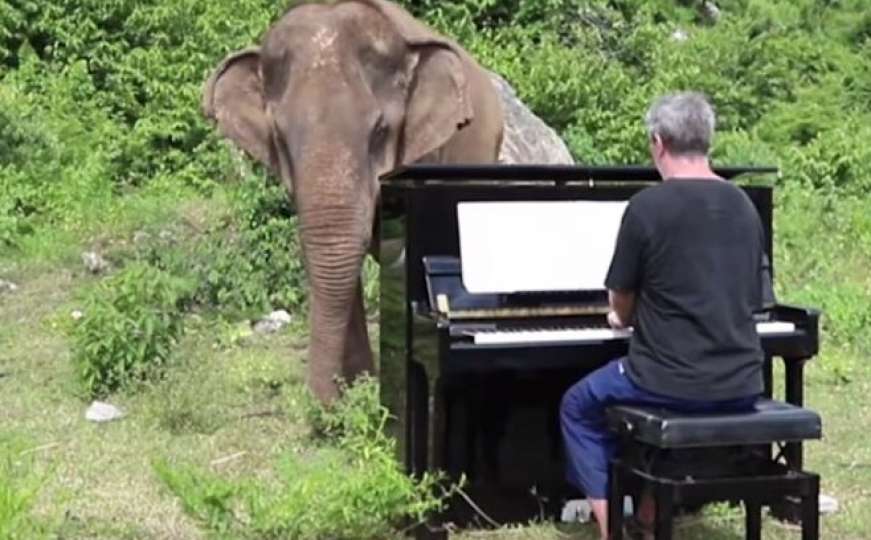 Kako je muzika spasila slijepu slonicu čiji su život uništili ljudi