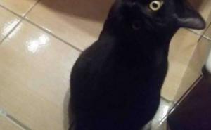 Fotografija postala pravi hit: Možete li prepoznati šta je na njoj?