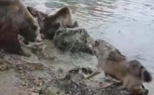 Drama u holandskom zoo vrtu: Medvjedi pojeli vuka