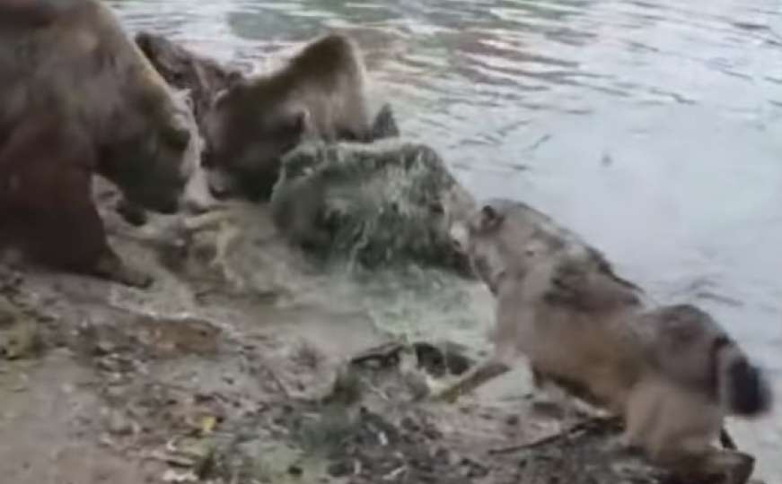 Drama u holandskom zoo vrtu: Medvjedi pojeli vuka