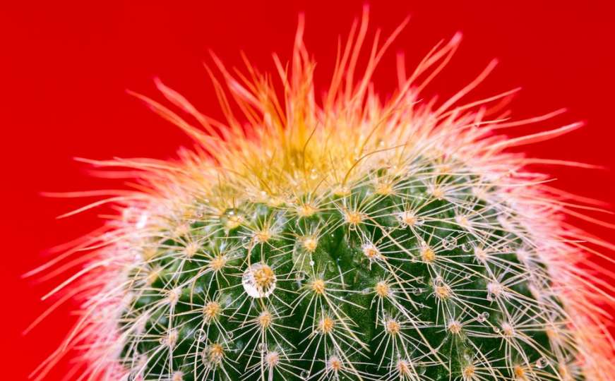 Novi trend: Kaktusova voda savršena za hidrataciju