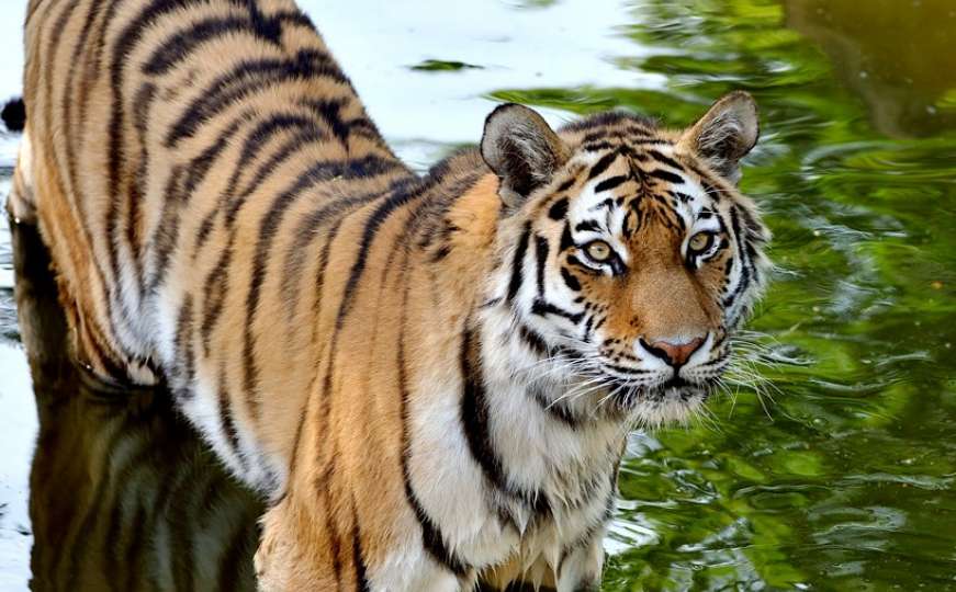 Tražili ga dvije godine: Konačno otkriven tigar T-1 koji je ubio 13 osoba