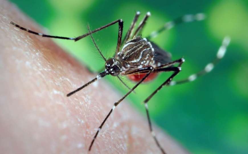 Usred novembra muka s komarcima: U slučaju rana od uboda idite doktoru