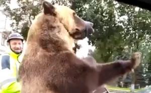 Rusija: Medvjed na motoru ruga se vozačima i trubi