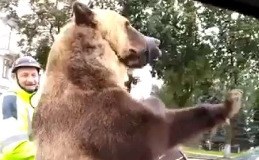 Rusija: Medvjed na motoru ruga se vozačima i trubi