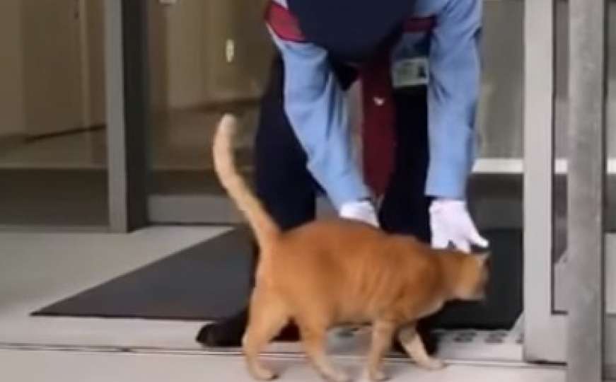 Mačke pokušavaju godinama da provale u muzej