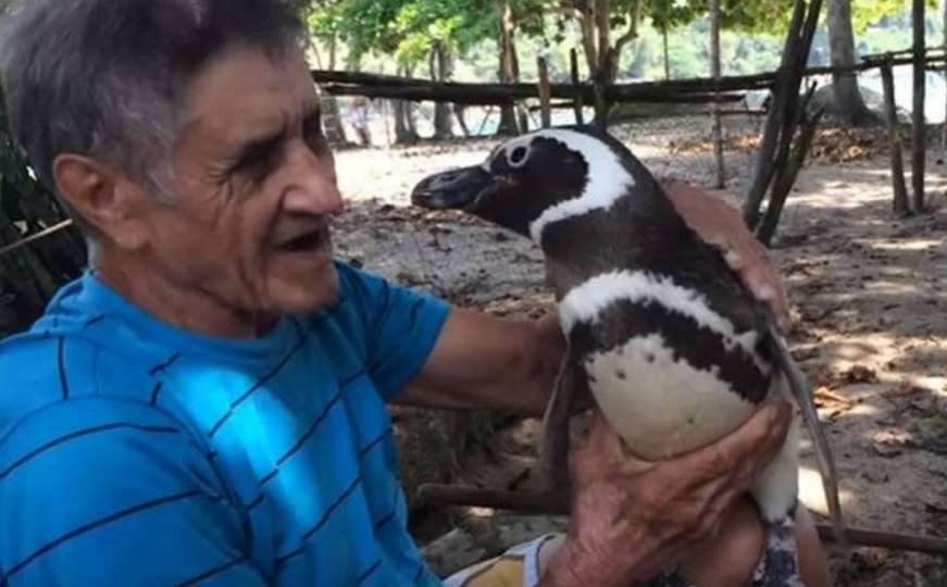 Pingvin prevali 8.000 kilometara samo da bi pozdravio svog spasioca