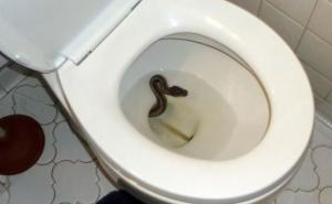 Šveđanin u WC šolji pronašao zmiju dugu metar