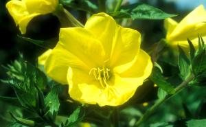 CNN o cvijetu koji se otvori samo kad zauči ezan