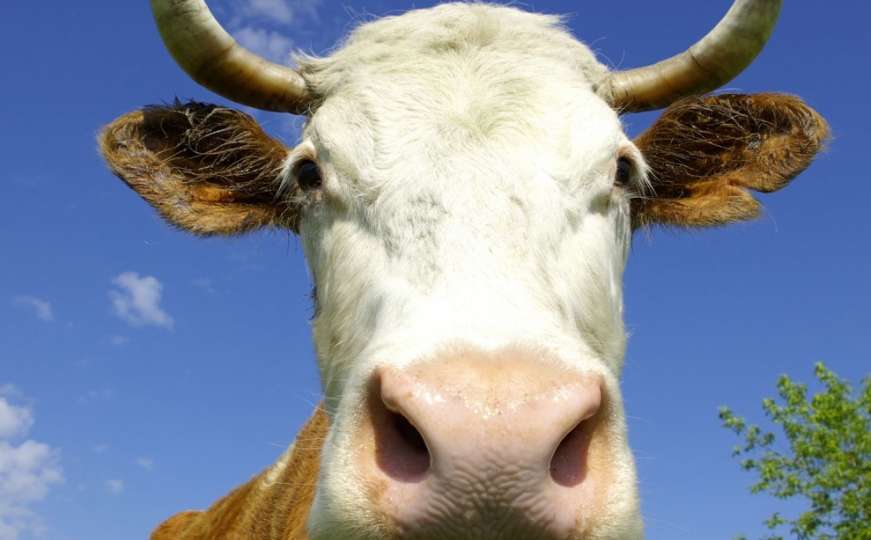 Švicarska: Glasači odbili inicijativu o prirodnom rastu stočnih rogova