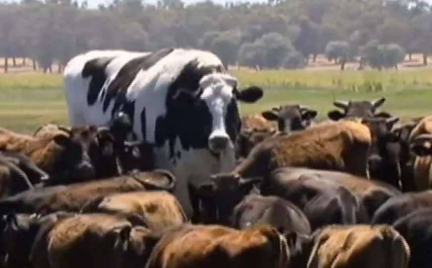 Nevjerovatno: Pogledajte najveću kravu u Australiji