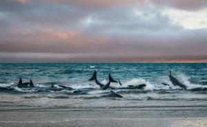 145 nasukanih kitova na plaži: "Nikad neću zaboraviti njihov plač!"
