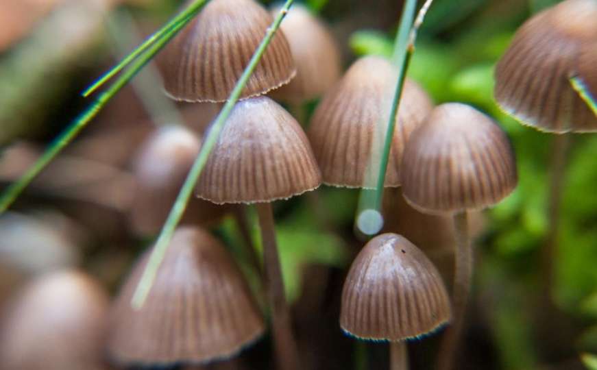Pomažu oboljelim od raka i depresije: Ova država želi legalizirati magične gljive