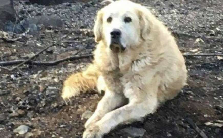 Pas čekao vlasnicu ispred kuće sedmicama nakon velikog požara