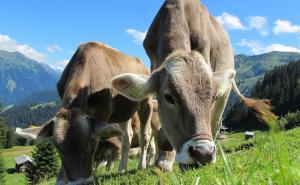 Upitna proizvodnja mlijeka: Farmeri gase proizvodnju i odlaze u inostranstvo