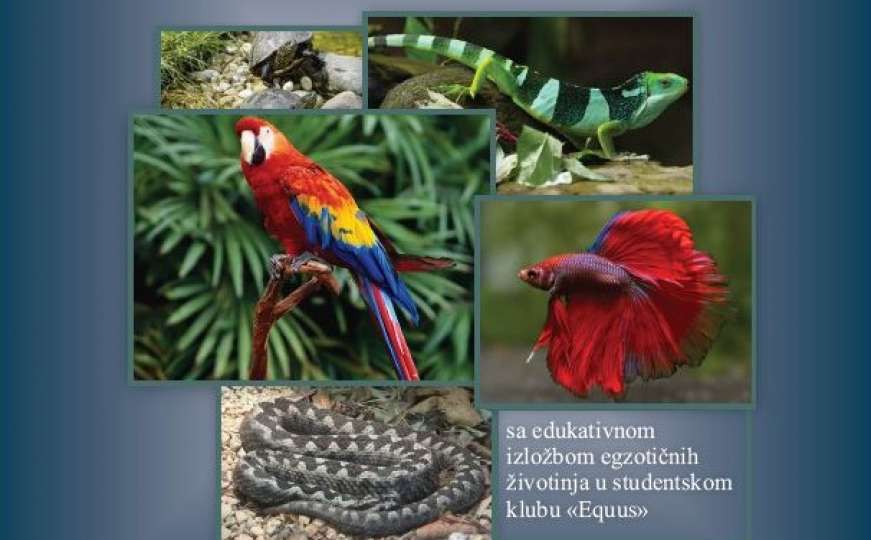 Studenti Veterine: Izložba egzotičnih životinja, posebne aktivnosti za najmlađe