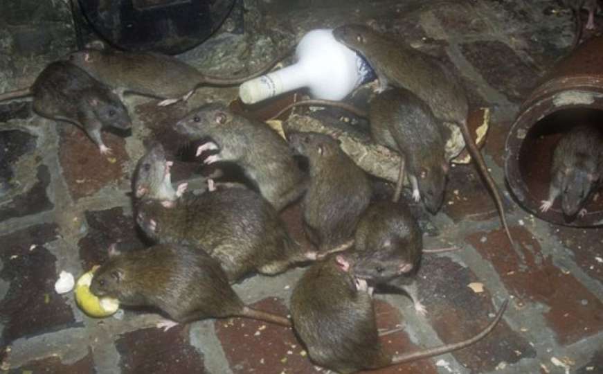 Glavni grad SAD gubi bitku sa štakorima