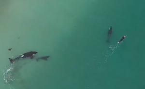Opasan trenutak: Kitovi ubice približili se plivačici na Novom Zelandu