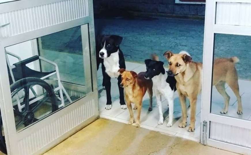 Beskućnika ispred bolnice čekali psi lutalice o kojima se brinuo
