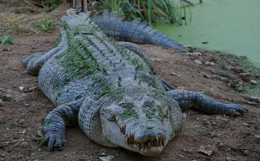 Dojava godine: Novosađanin prijavio policiji da mu je u dvorištu krokodil