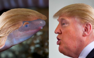 Biolozi otkrili vrstu slijepog crvića, nazvali ga po Donaldu Trumpu