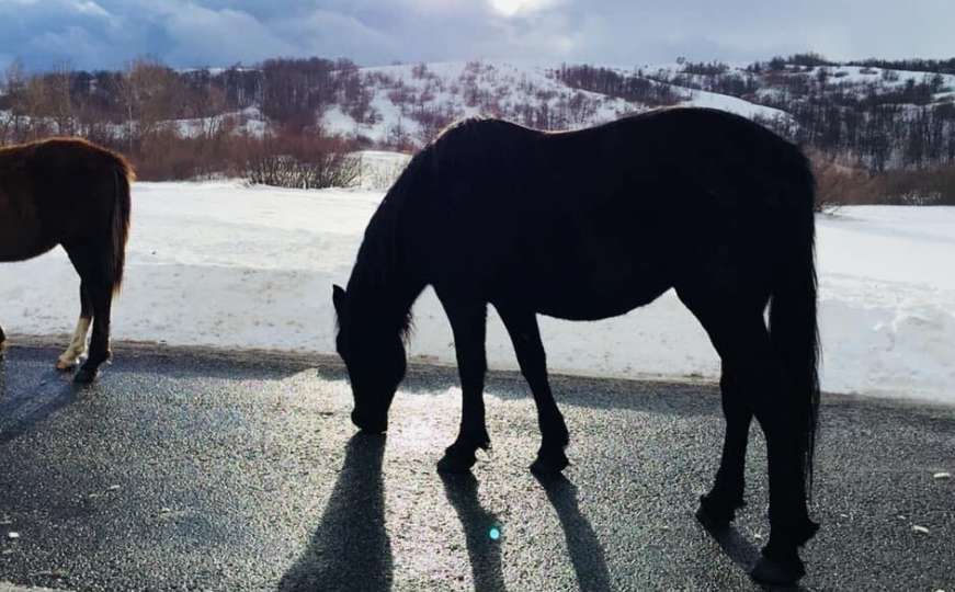 Prekrasan prizor: Livanjski konji snimljeni kako ližu so na cesti