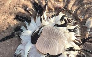 Bizarno stvorenje se nasukalo na obalu Australije: Znate li šta je ovo