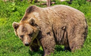 Medvjed pojeo 40 kg kokaina i razotkrio krijumčare drogom