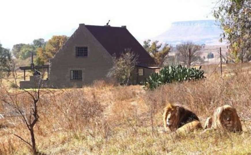 Kuća lavova je nešto najbolje i najluđe što Airbnb ima da ponudi