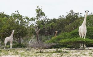 Jedinstvena i predivna pojava: Uspjeli snimiti rijetke bijele žirafe