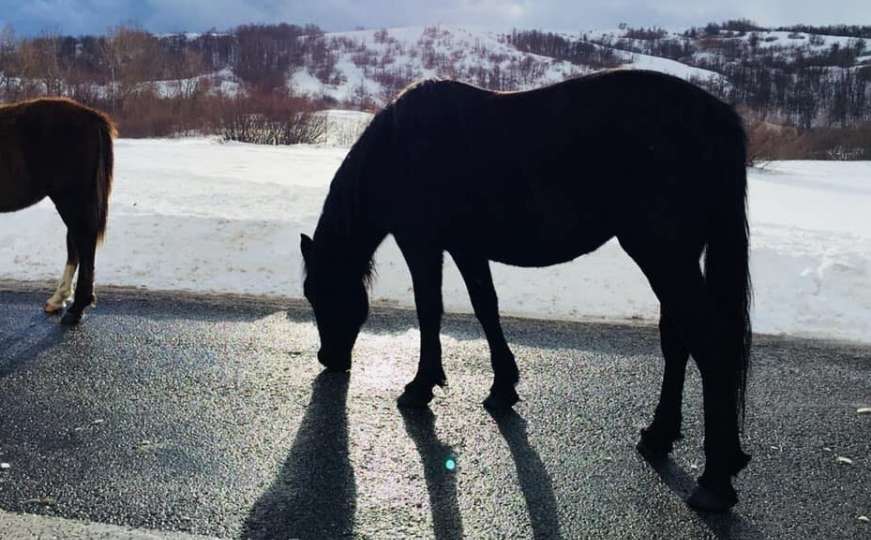 Apel za pomoć: Izgladnjelim livanjskim divljim konjima treba hrana