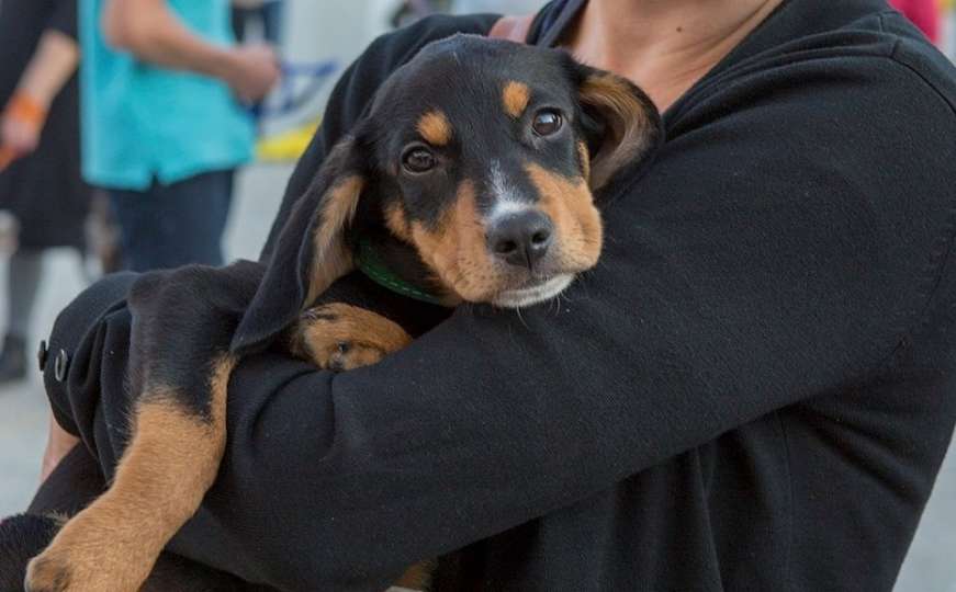 Odoše i lutalice: Njemačka želi udomiti napuštene pse iz BiH