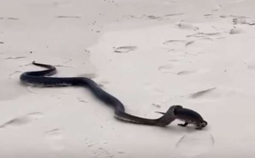 Jeziv prizor: Ogromna zmija na plaži progutala guanu