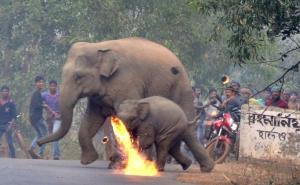 Potresne fotografije iz Indije: Ljudi bacaju "molotovljeve koktele" na slonove