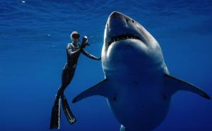 Zvijer duža od 6 metara: Pogledajte kako žena pliva s najvećom ajkulom na svijetu