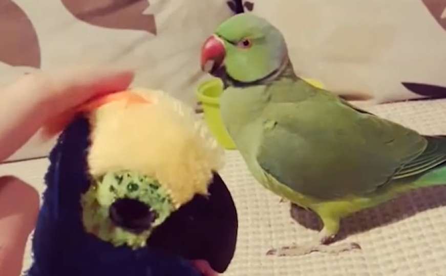 Ubi ga ljubomora: Papagaj ne može da podnese da neko drugi pažnju dobija