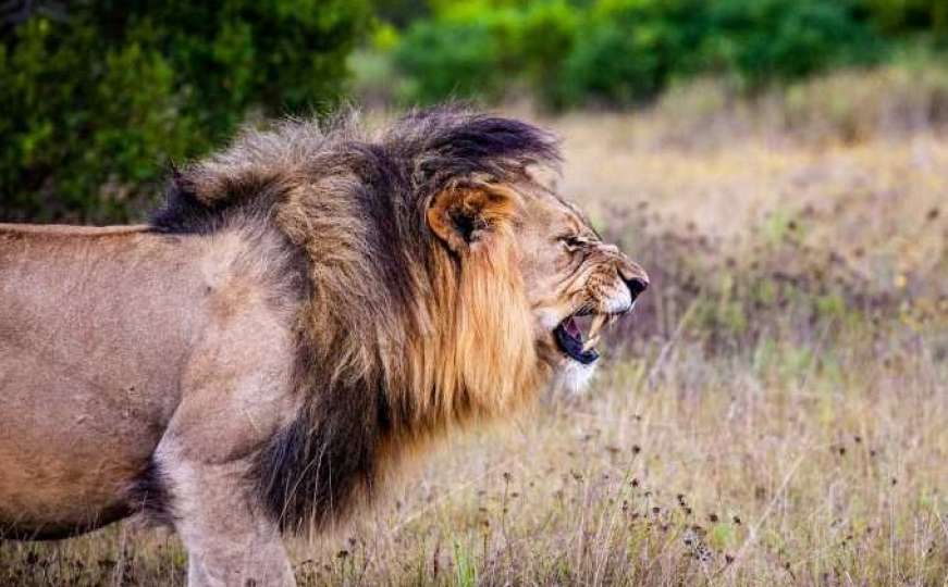 Strava u Indiji: Lavovi ubili muškarca koji je krišom ušao u zoološki vrt