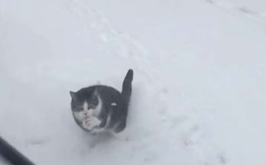 Mačka u borbi sa 'opasnim' neprijateljem