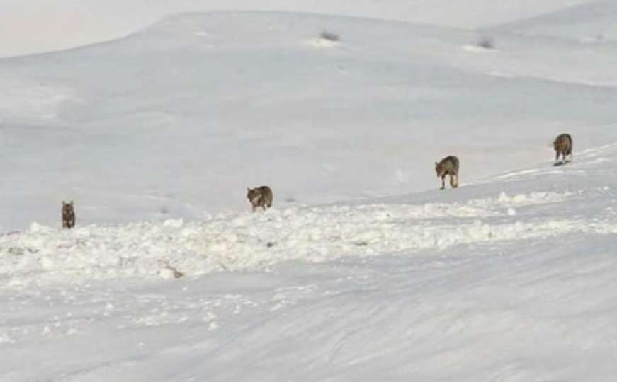 Prekrasan prizor: Čopor vukova u zimskoj idili Glamoča