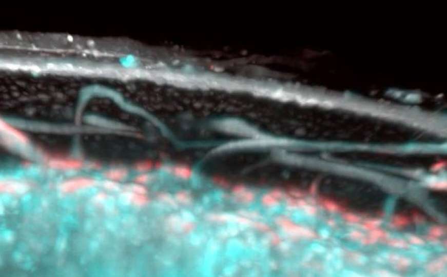 Wow: Naučnici otkrili nešto u ljudskom tijelu što nismo znali da postoji