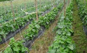 Njemačka firma želi proizvodnju paprike i zelenog feferona u Zavidovićima