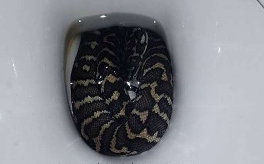 Velika zmija ugrizla ženu dok je sjedila u toaletu