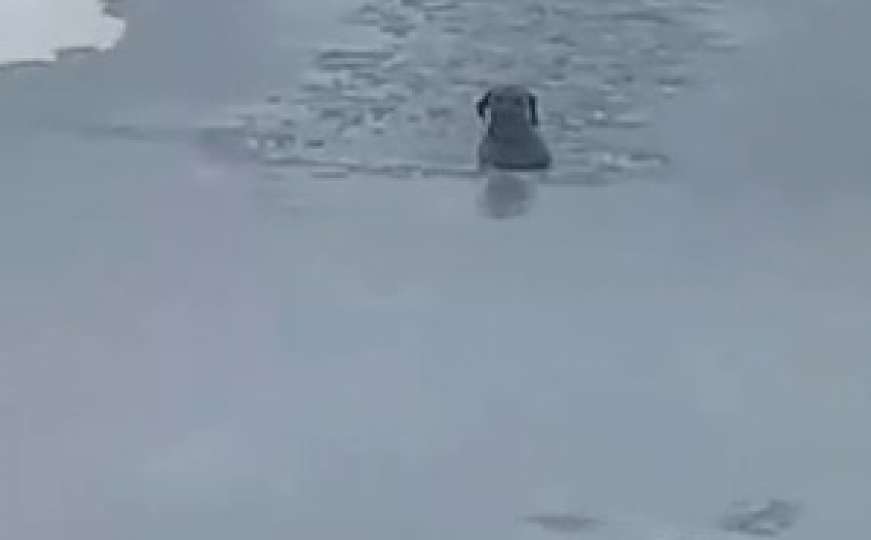 Herojski čin: Vukovarski vatrogasac spasio psa koji se zaglavio u ledu