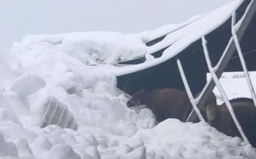 Tomislavgrad: Snijeg srušio krov farme i usmrtio 15 goveda